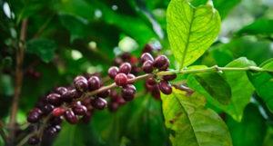 Cafe Imports: Special Feature