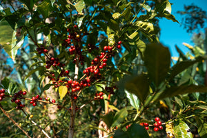 Trabocca: Special Feature